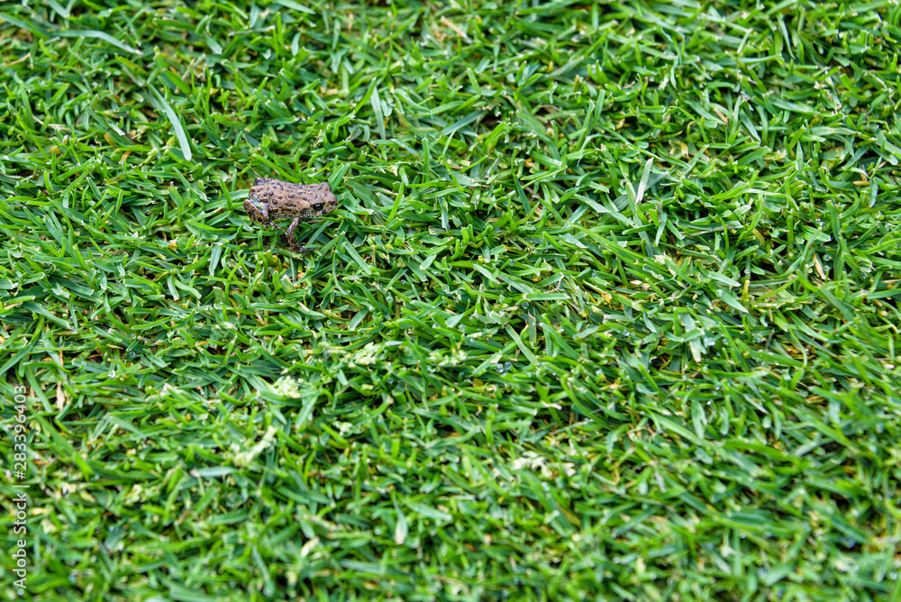 Tiny young Western Toad migrating across the a golf course fairway from Lost Lake to the Alpine Forest, Whistler, British Columbia, Canada