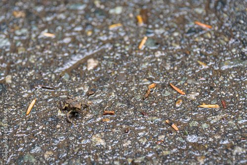 Tiny young Western Toad migrating across the Lost Lake Trail from Lost Lake to the Alpine Forest  Whistler  British Columbia  Canada