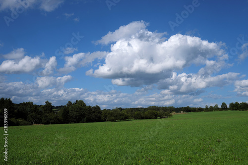 Fototapeta Naklejka Na Ścianę i Meble -  Landscape in Germany with green meadow and trees and hedges and blue sky with white clouds - Stockphoto