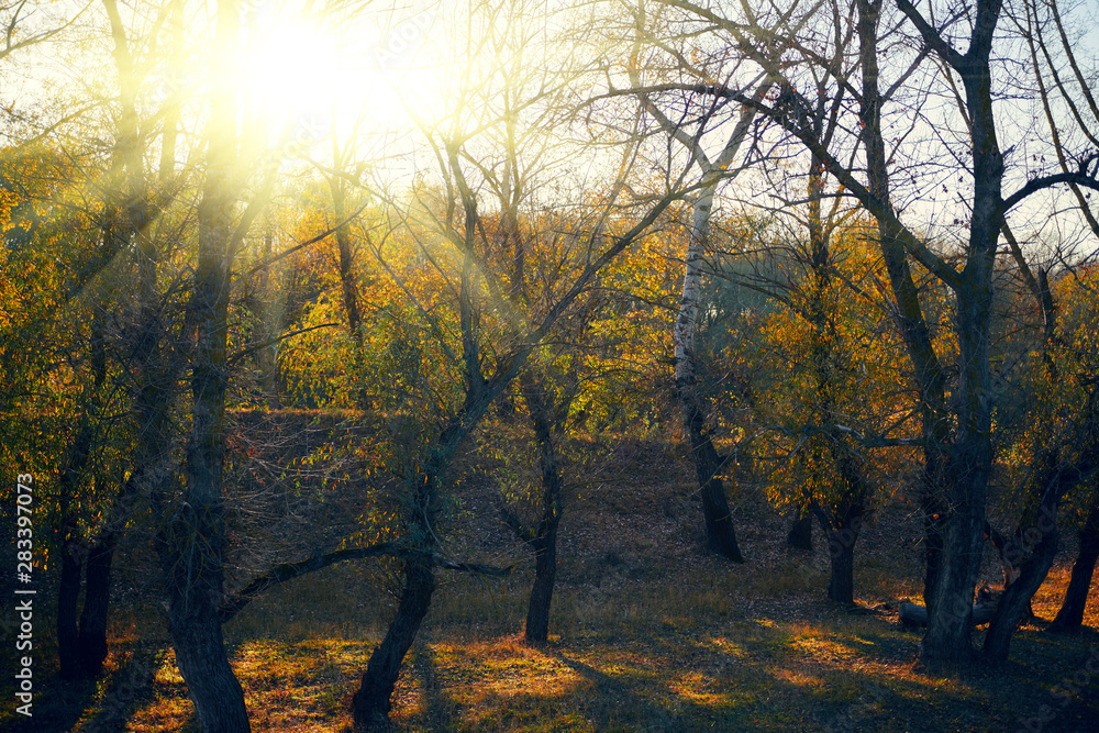 Autumn forest - beautiful wild landscape, bright sunlight and shadows at sunset, golden fallen leaves and branches, nature and season details.