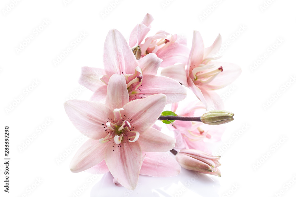 Pink lilies on a white background. Close-up. Isolated object