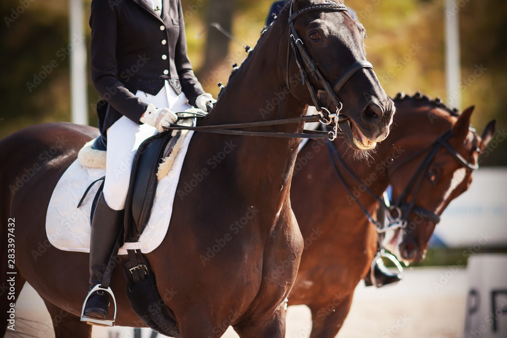 Beautiful horses, dressed in ammunition, with riders in saddles, participate in dressage competitions on a Sunny summer day. One of the horses neighed. Beautiful horses, dressed in ammunition, with riders in saddles, participate in dressage competitions on a Sunny summer day. One of the horses neighed.