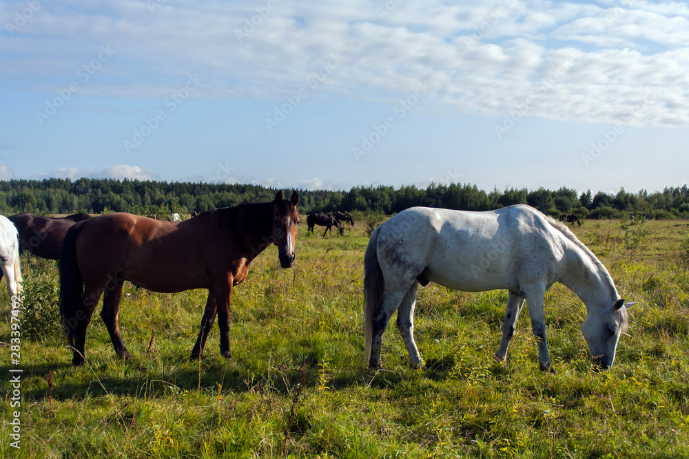 white and brown stallion herd of horses grazing on a green meadow under a cloudy sky white and brown stallion herd of horses grazing on a green meadow under a cloudy sky