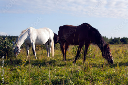 white and brown stallions herd of horses grazing on a green meadow under a cloudy sky