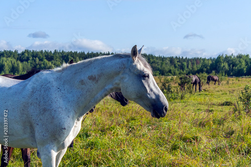 portrait of a white stallion herd of horses grazes in a green meadow under a cloudy sky