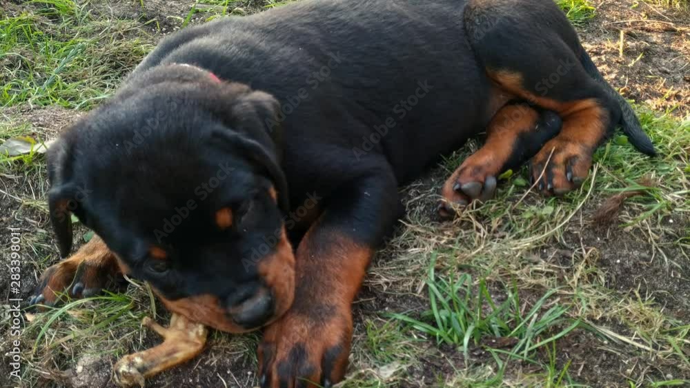Hungry adorable rottweiler puppy chewing a chicken leg, medium shot Hungry adorable rottweiler puppy chewing a chicken leg, medium shot