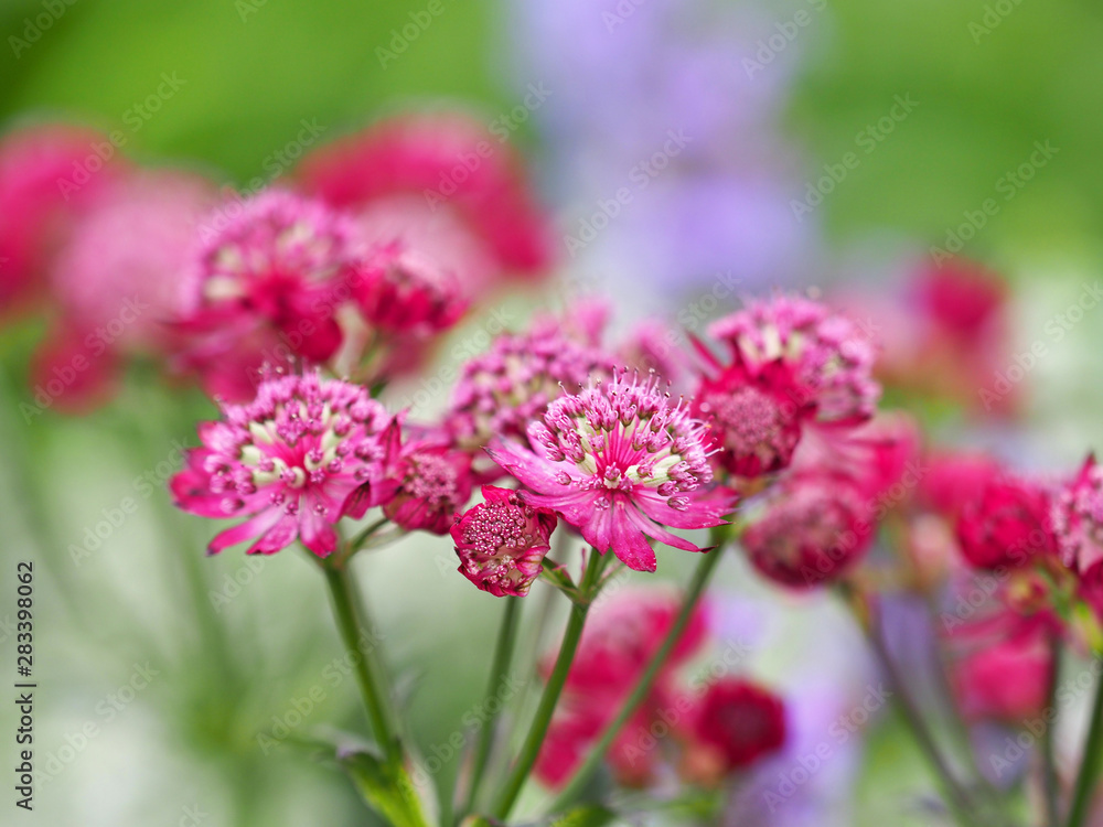 Pink flowers of astrantia major, masterwort, Apiaceae. Summer garden, close-up Pink flowers of astrantia major, masterwort, Apiaceae. Summer garden, close-up