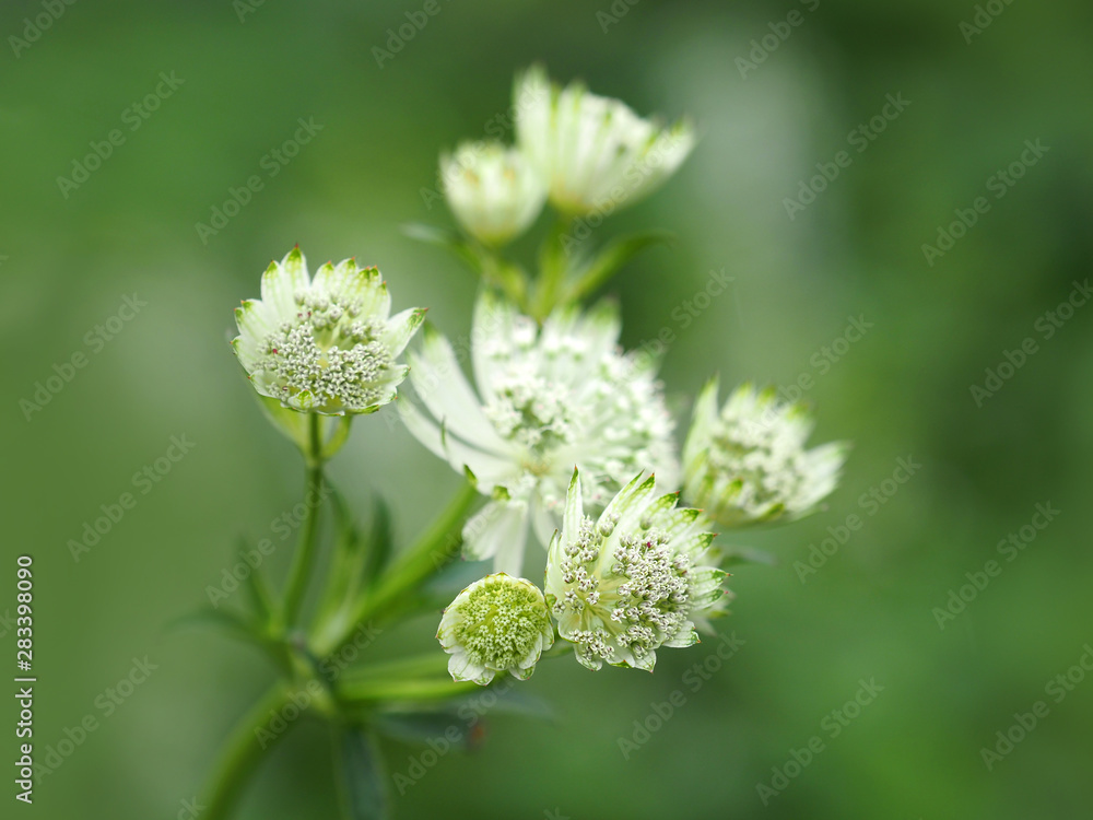 White flowers of astrantia major, masterwort, Apiaceae. Herbaceous perennial, garden White flowers of astrantia major, masterwort, Apiaceae. Herbaceous perennial, garden