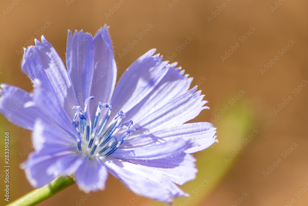 Schöne blaue Blüten einer blauen Blume vor unscharfem Hintergrund mit viel copy space wartet auf den Muttertag, um als Blumenstrauß verschenkt zu werden