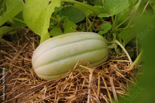 Carosello Barese Italian Cucumber. Sweet melon zuccini in the green garden background harvest photo