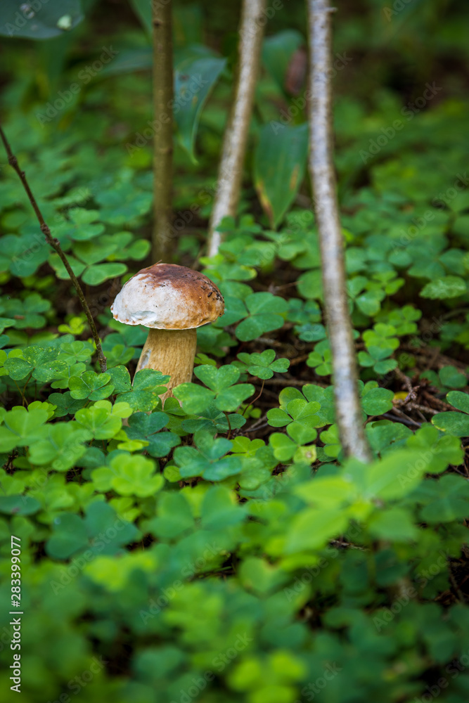 close-up photo mushroom in the forest close-up photo mushroom in the forest