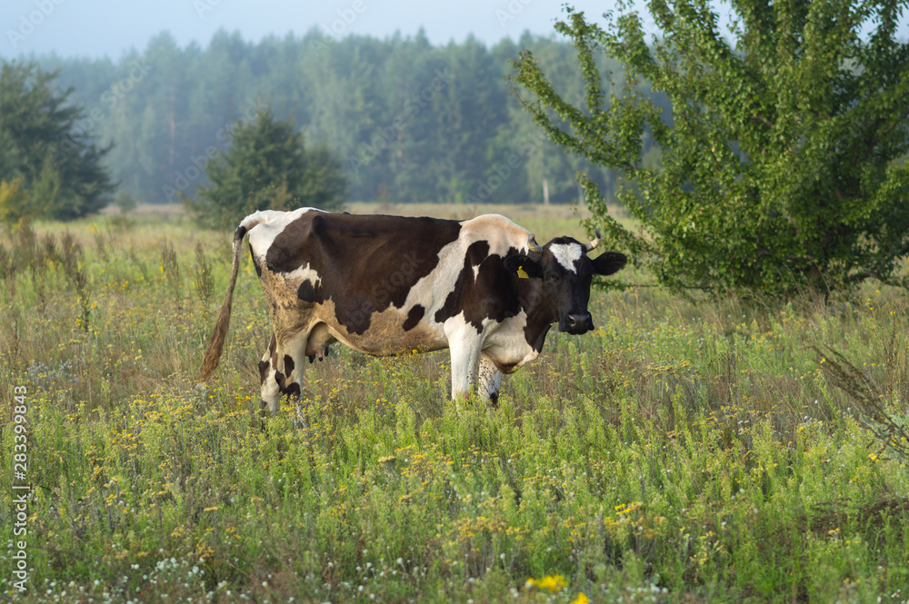 cows graze in the summer on the field on a sunny day and eat green grass alfalfa clover cows graze in the summer on the field on a sunny day and eat green grass alfalfa clover