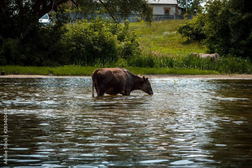 cows cross the river cows drink water from the river graze in the summer on the field on a sunny day and eat green grass alfalfa clover under a blue cloudy sky cows cross the river cows drink water from the river graze in the summer on the field on a sunny day and eat green grass alfalfa clover under a blue cloudy sky