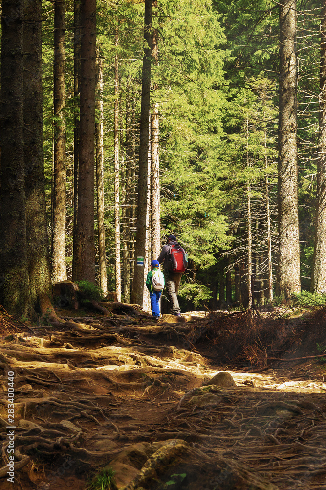 Father and son tourists climb a mountain forest trail. Family outdoor activities concept. Carpathian mountains. Father and son tourists climb a mountain forest trail. Family outdoor activities concept. Carpathian mountains.