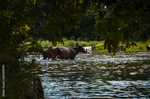cows cross the river cows drink water from the river graze in the summer on the field on a sunny day and eat green grass alfalfa clover under a blue cloudy sky © yurii oliinyk