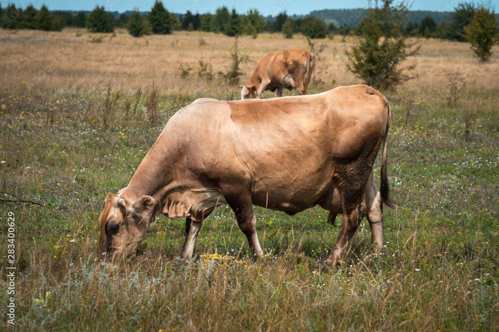cows graze in the summer on the field on a sunny day and eat green grass alfalfa clover cows graze in the summer on the field on a sunny day and eat green grass alfalfa clover