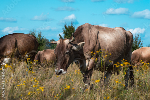 Fototapeta Naklejka Na Ścianę i Meble -  cows graze in the summer on the field on a sunny day and eat green grass alfalfa clover