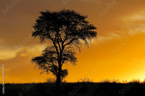 Sunset with silhouetted African thorn tree and clouds, Kalahari desert, South Africa.