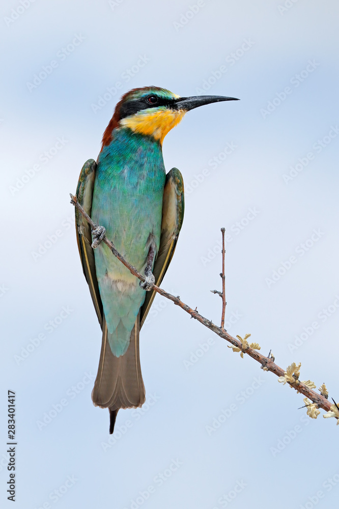 European bee-eater (Merops apiaster) perched on a branch, Etosha National Park, Namibia. European bee-eater (Merops apiaster) perched on a branch, Etosha National Park, Namibia.