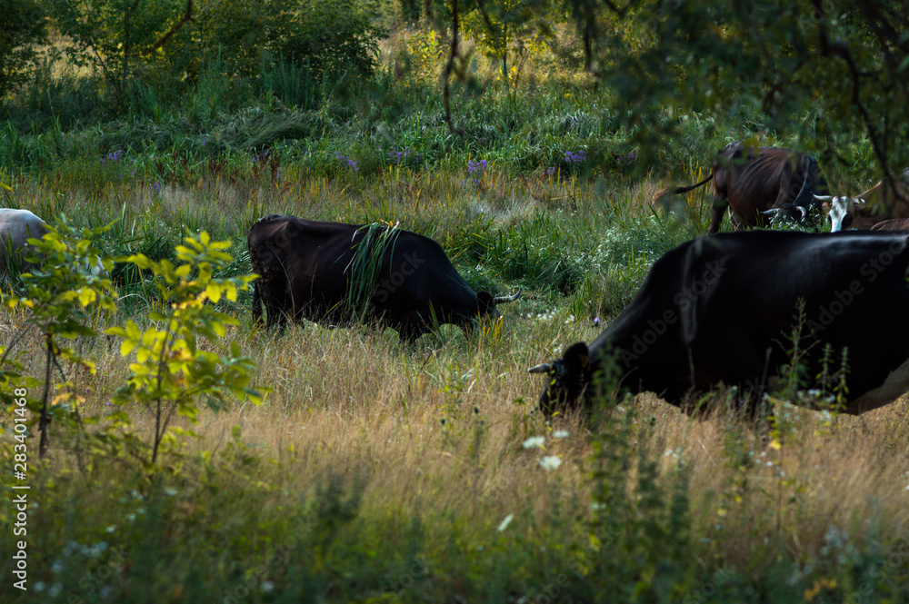 cows graze in the summer on the field on a sunny day and eat green grass alfalfa clover