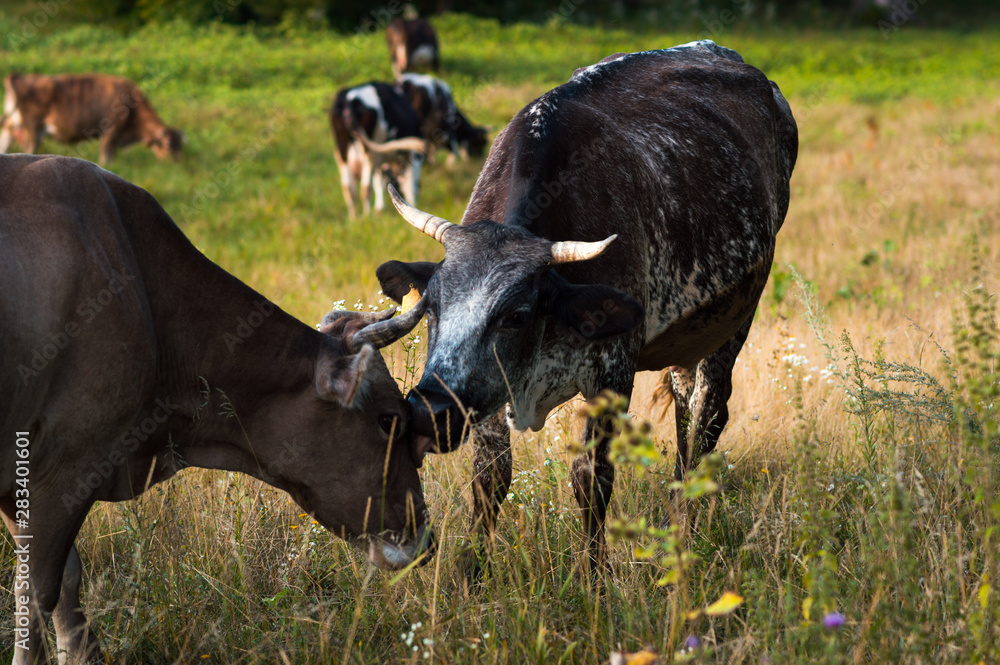 cows graze in the summer on the field on a sunny day and eat green grass alfalfa clover cows graze in the summer on the field on a sunny day and eat green grass alfalfa clover