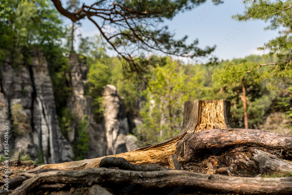 Tree stump in rocky mountains, Europe