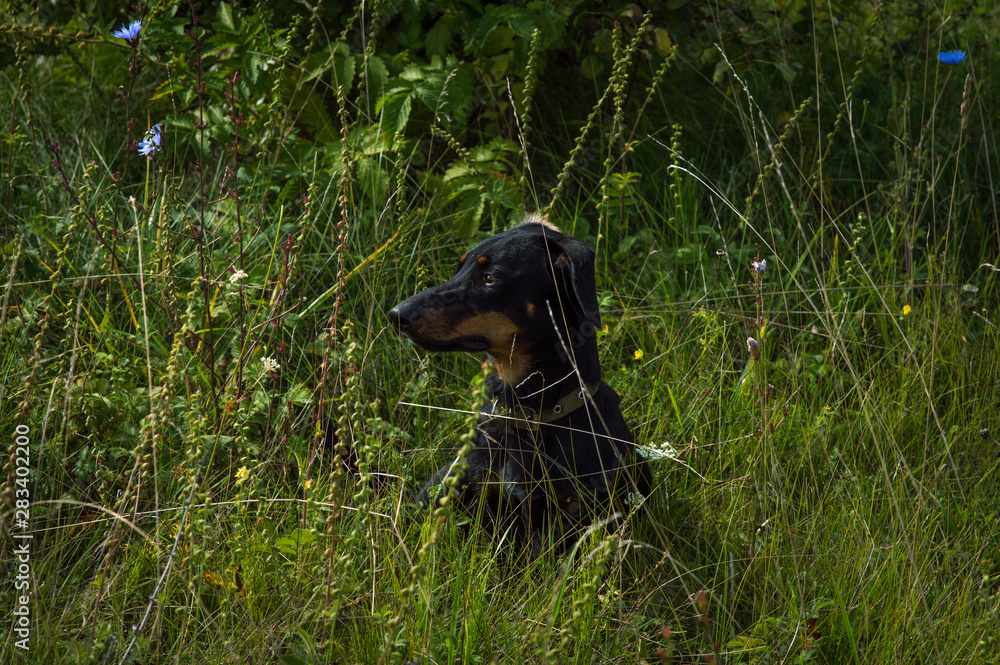 dog black with brown dachshund on nature in the grass dog black with brown dachshund on nature in the grass