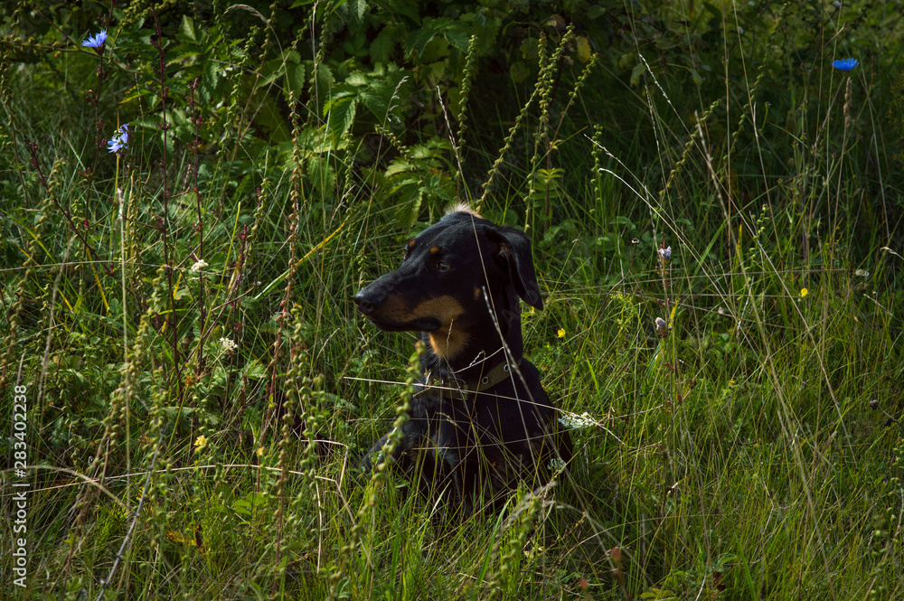 dog black with brown dachshund on nature in the grass dog black with brown dachshund on nature in the grass