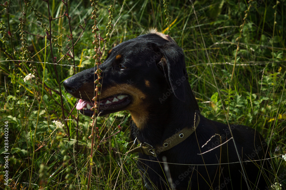 dog black with brown dachshund on nature in the grass dog black with brown dachshund on nature in the grass