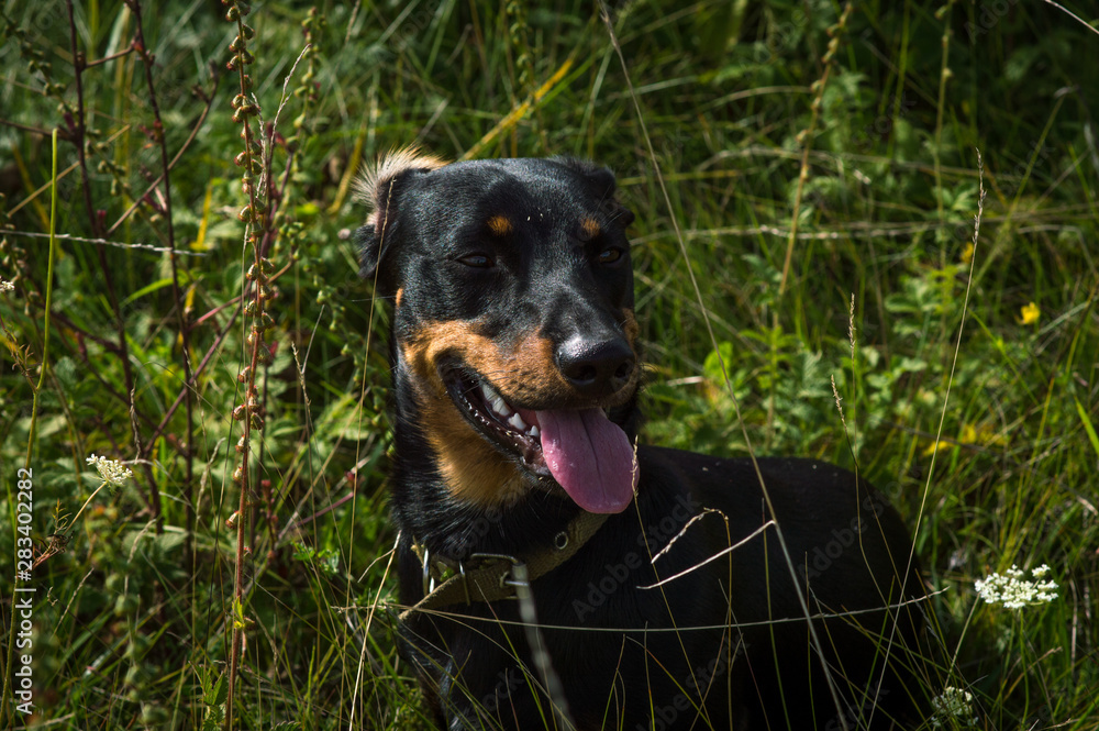 dog black with brown dachshund on nature in the grass