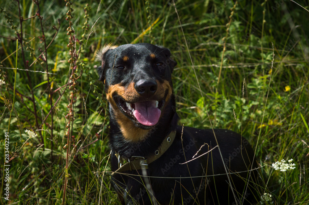 dog black with brown dachshund on nature in the grass dog black with brown dachshund on nature in the grass