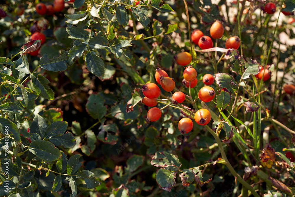 red rose hips grow on a bush