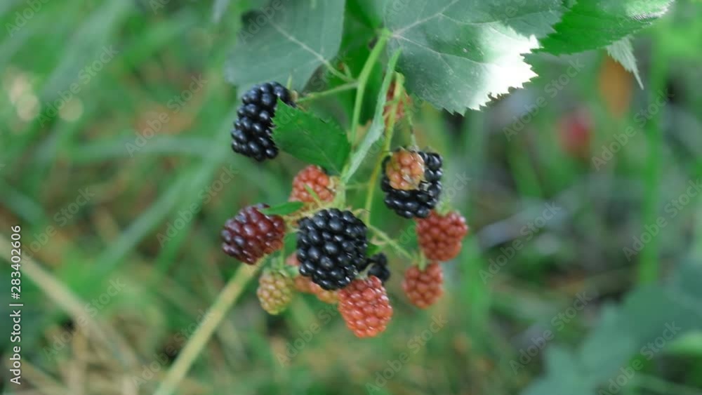 Close up of blackberries on a blackberry bush, on a farm. Close up of blackberries on a blackberry bush, on a farm.