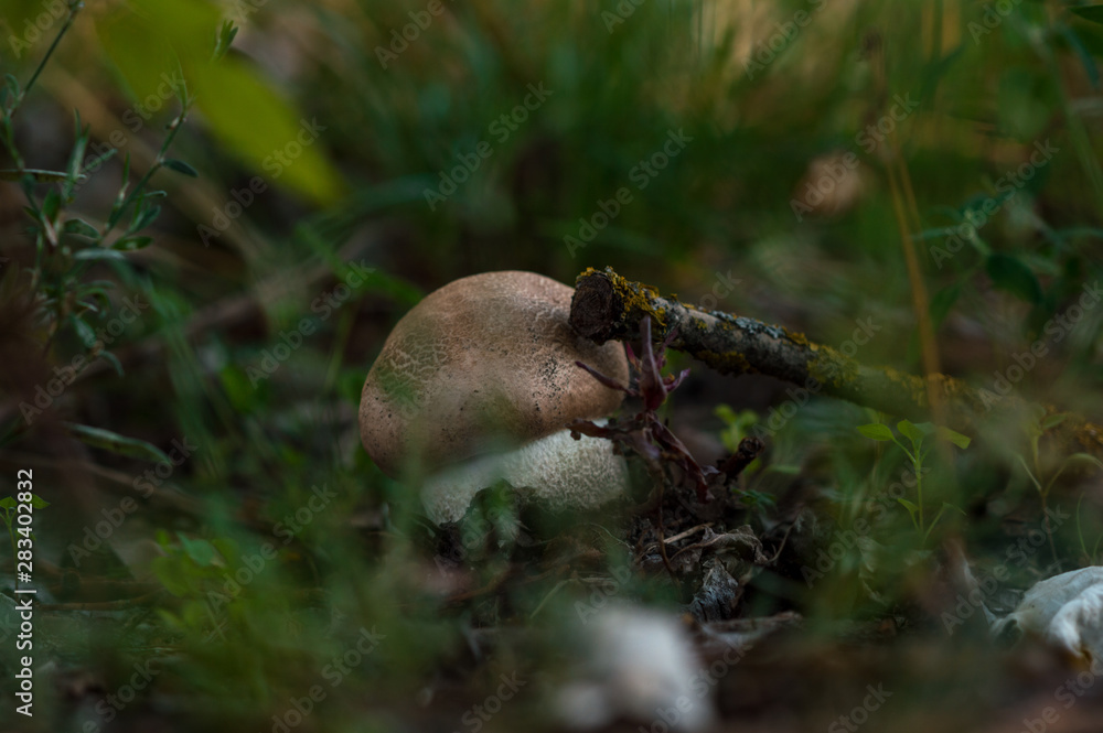 brown mushrooms in a forest in autumn in green grass