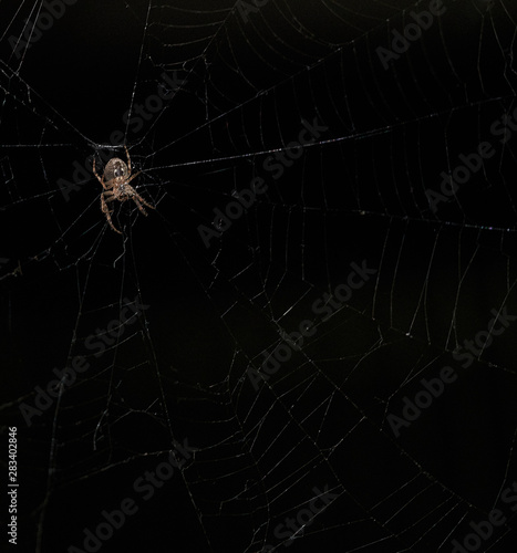 spider sits on a web on a black background