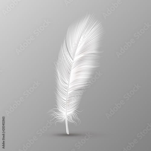 Realistic feather. Single white soft bird wings smooth fluff on transparent b...