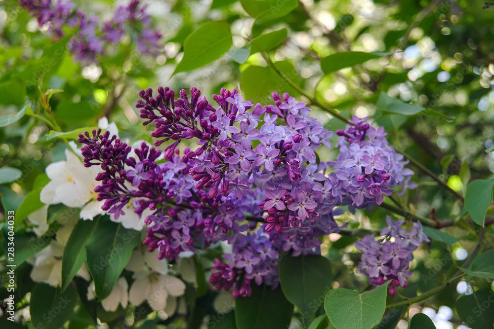 Spring scene in the park flowering branch of lilac on a blurred background. Spring scene in the park flowering branch of lilac on a blurred background.
