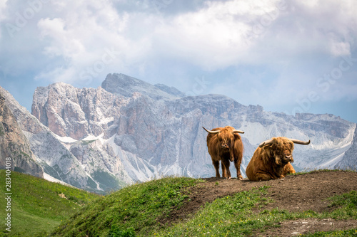 Alpine Cattle © Shawn