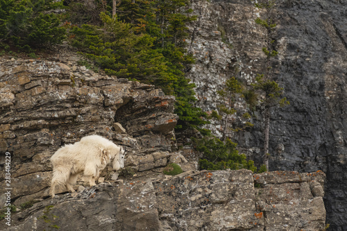 Single Male Mountain Goat Looks Down From Cliff
