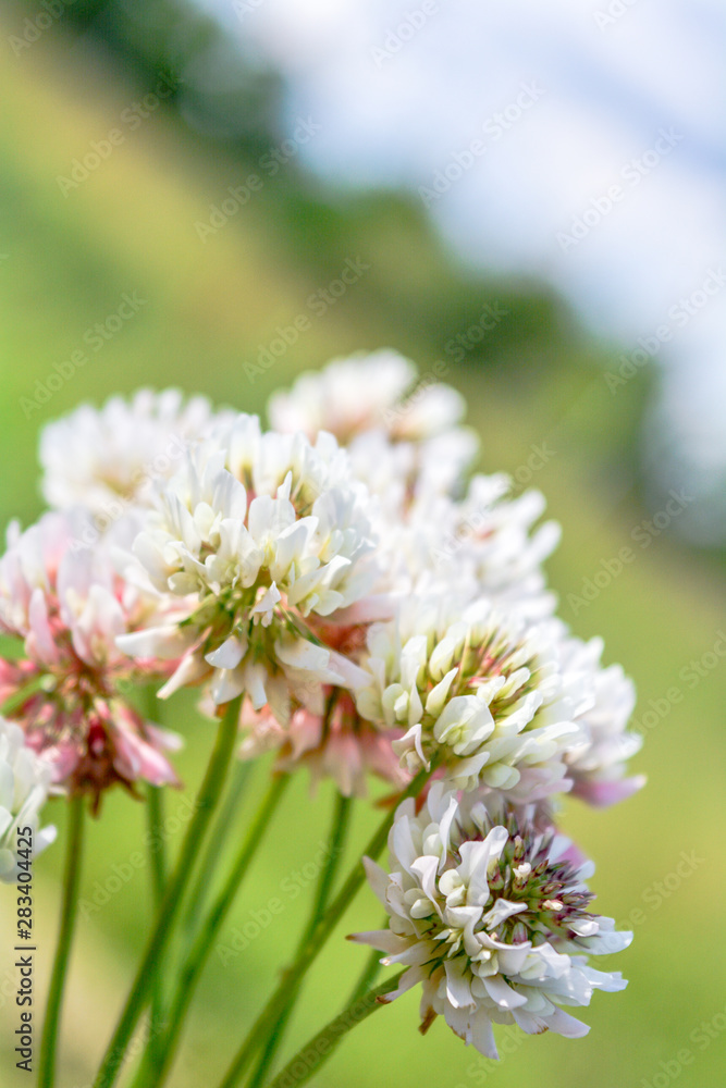 White clover aka Trifolium repens in grass on summer meadow. Shamrock flower White clover aka Trifolium repens in grass on summer meadow. Shamrock flower