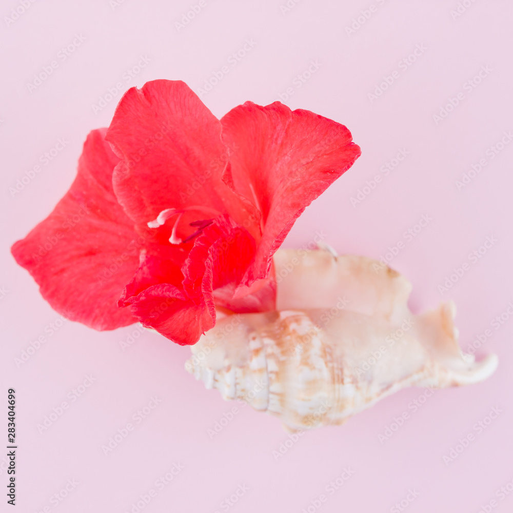 Surrealistic concept on pastel background. Seashell and gladiolus flower. Creative concept with red flower on pink background. New life