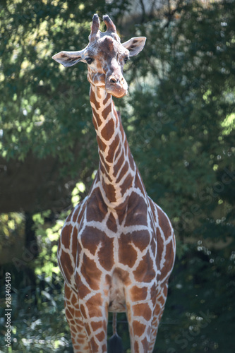 Photography Giraffe (Giraffa)