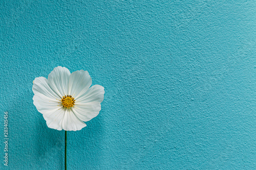 Fototapeta Naklejka Na Ścianę i Meble -  A single white cosmos flower against a textured blue background