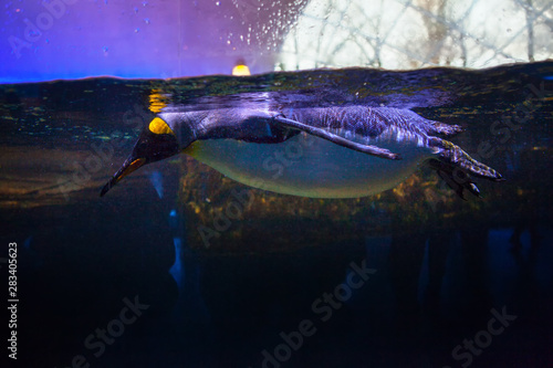 penguin swimming in the aquarium transparent water