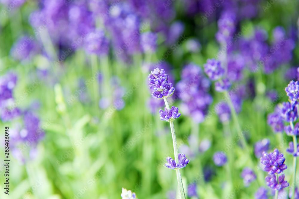 Obraz premium Lavender tender violet flowers. Lavender field. Gardening planting plants and botany. Floral shop. Growing lavender. Close up bushes of beautiful lavender. Aromatic flowers concept. Provence style