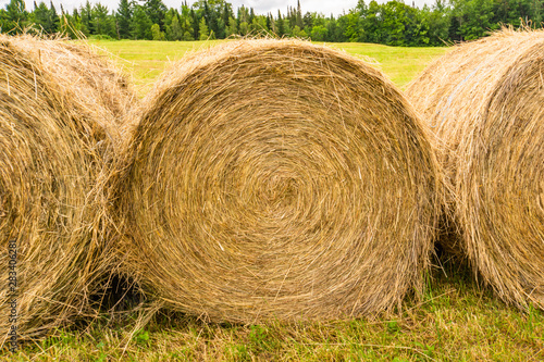 bales of rolled hay