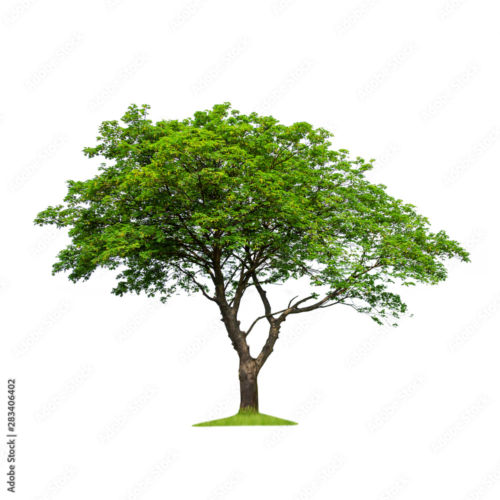 Obraz premium Isolated tree on a white background