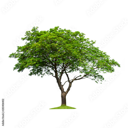 Isolated tree on a white background