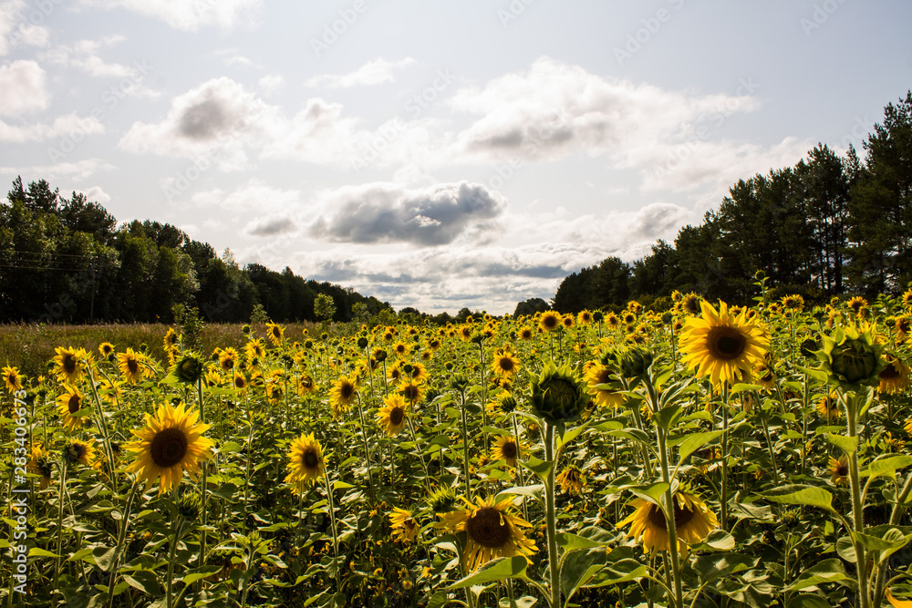 Obraz premium Field of yellow sunflowers clear summer day