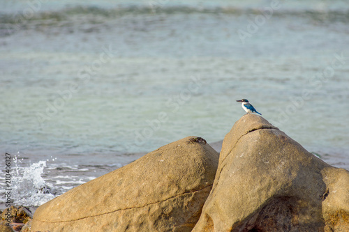 A lone white collar kingfisher perched on a large shore side rock and a sea crab sat a top another rock. © phil